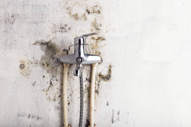 Trusted Vamo, FL Mold Removal Experts