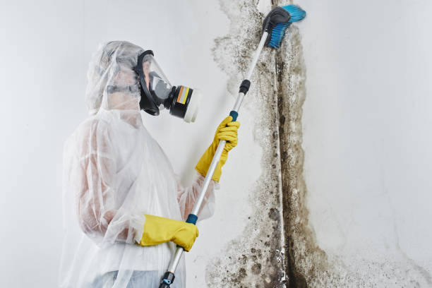 Mold Testing and Removal in Vamo, FL