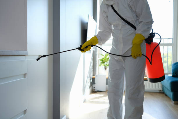 Best Local Mold Removal Service  in Vamo, FL