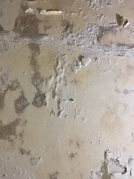 Best Mold Remediation Experts  in Vamo, FL