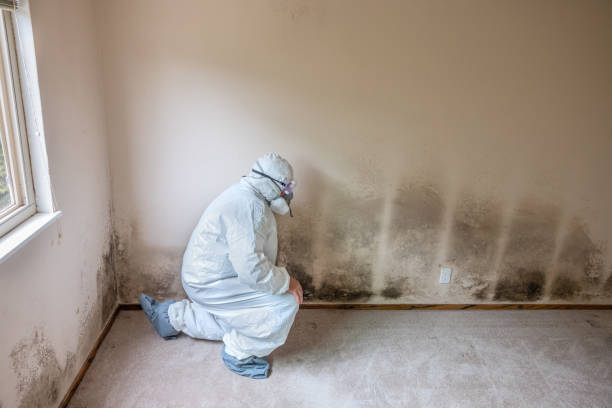 Best Attic Mold Removal  in Vamo, FL