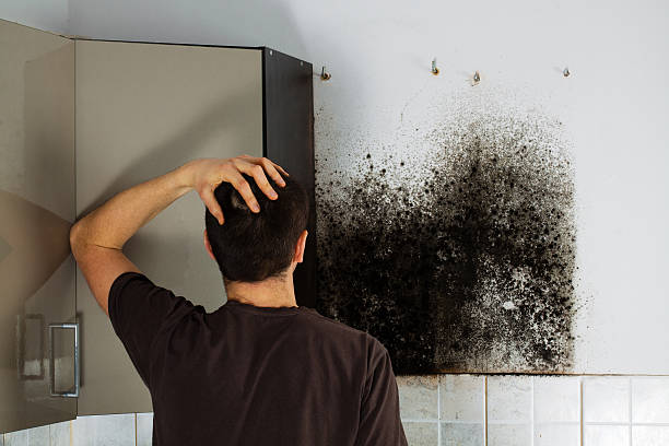 Best Residential Mold Removal  in Vamo, FL