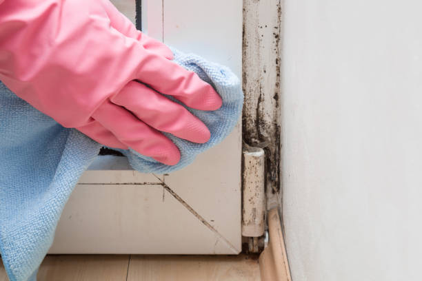 Best Certified Mold Removal  in Vamo, FL